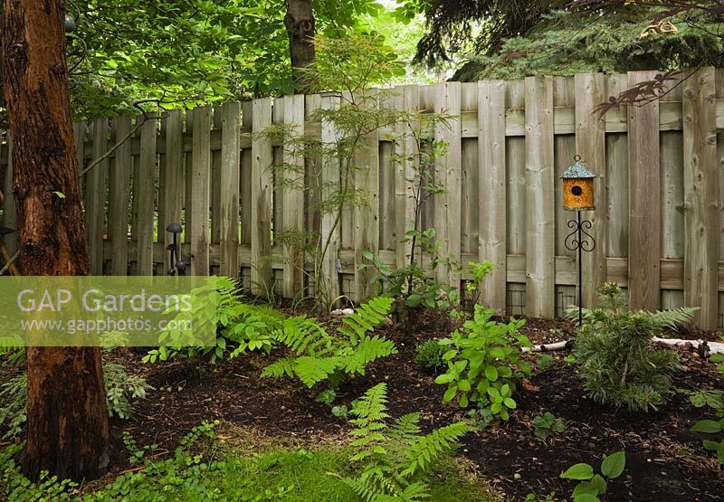 Metasequoia - Dawn Redwood tree with Tsuga canadensis diversifolia nana - Dwarf Hemlock and Pteridophyta - Ferns bordered by a wooden fence in backyard garden in summer, Quebec, Canada