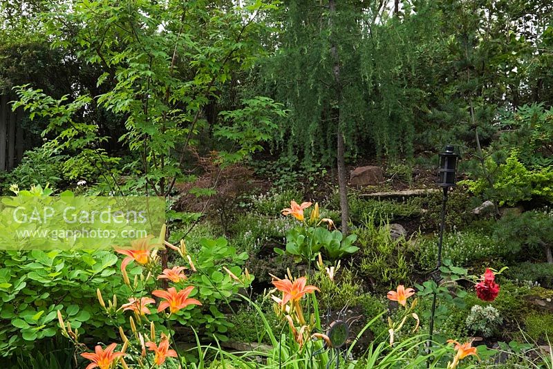 Hemerocallis 'Sammy-Russel' - Daylily flowers in front of a Cotinus - Smoke Tree with Acer griseumin - Maple and Larix decidua 'Hortsmann's' recurva - Larch trees in backyard garden in summer, Quebec, Canada
