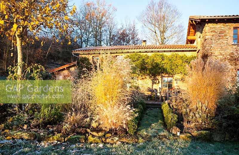 View of house covered in Rosa banksiae, mixed borders with grasses, perennials, shrubs and pleached lime tree - December, Mas de Bety, France