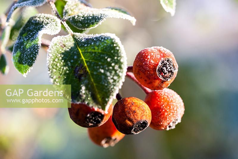 Rosa 'The Generous Gardener' - frosted rose hips in winter