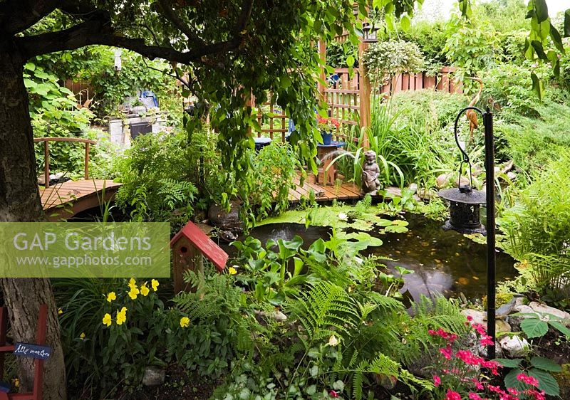 Malus 'Royal Beauty' - Apple tree and brown wooden footbridge and pergola over pond with Eichhornia - Water Hyacinth, Nymphaea - Waterlilies and bordered by Matteucia 'Ostrich' - Fern plants in urban backyard garden in summer, Quebec, Canada
