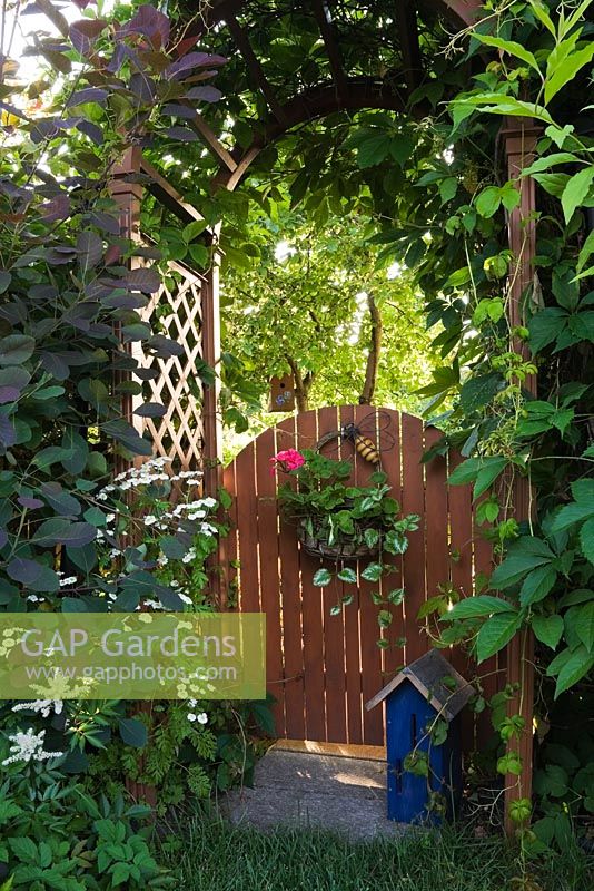 Brown wooden fence gate decorated with purple Pelargonium - Geranium flowers and arbour with climbing Vitis - Vines in urban front yard garden in summer, Quebec, Canada