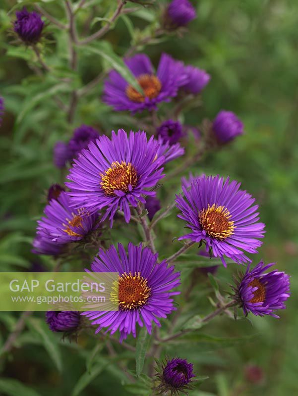 Aster novae-angliae 'Colwall Constellation', a tall herbaceous perennial bearing masses of purple, daisy-like flowers. National Plant Collection of autumn flowering asters. 