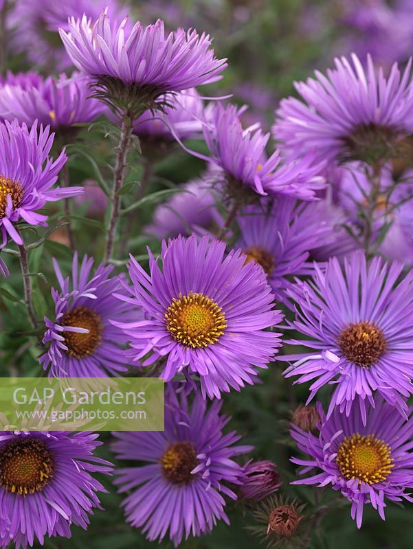 Aster novae-angliae 'Mrs S.T.Wright', a tall herbaceous perennial bearing masses of silvery purple, daisy-like flowers. National Plant Collection of autumn flowering asters. 