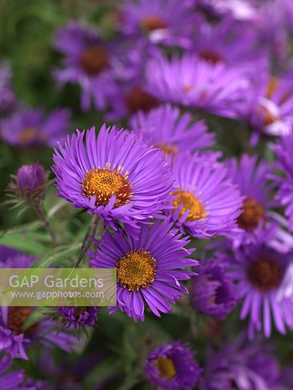 Aster novae-angliae 'Barr's Purple', a tall herbaceous perennial bearing masses of purple, daisy-like flowers. National Plant Collection of autumn flowering asters. 