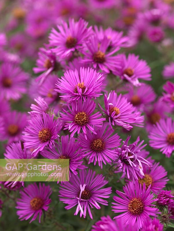 Aster novae-angliae 'Colwall Galaxy', a tall herbaceous perennial bearing masses of pinkish purple, daisy-like flowers. National Plant Collection of autumn flowering asters. 