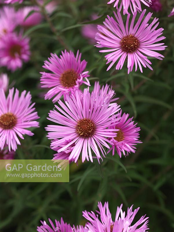Aster novae-angliae 'Mrs K. E. Mash', a tall herbaceous perennial bearing masses of light pink, daisy-like flowers. National Plant Collection of autumn flowering asters. 
