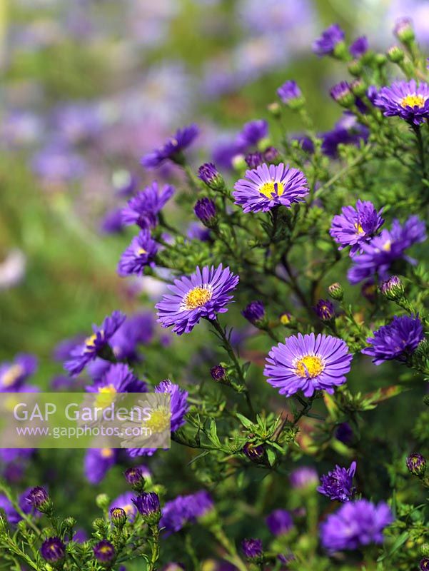 Aster novi-belgii, the Michelmas daisy, provides excellent colour in the late summer and autumn garden.