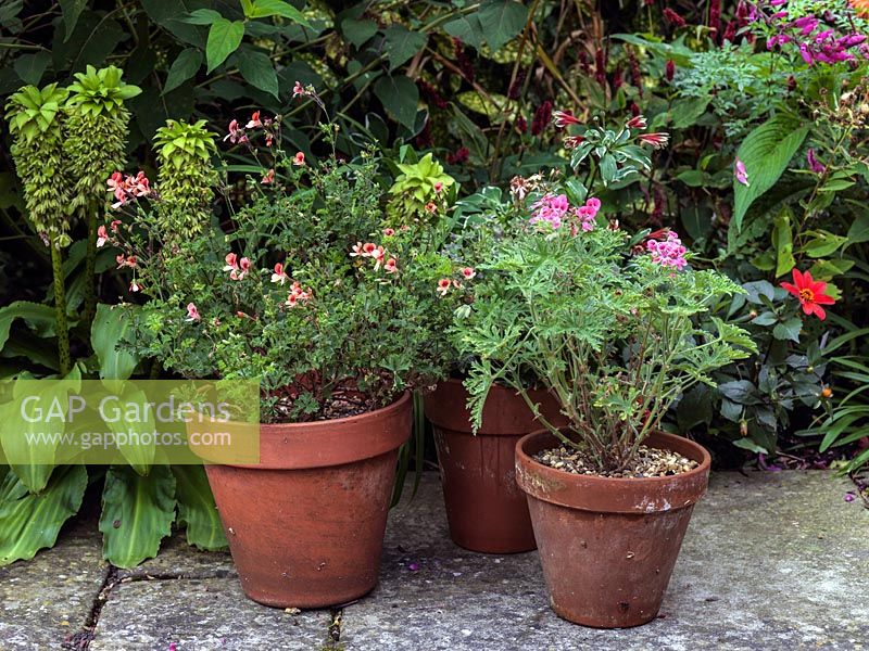 Terracotta pot with scented Pelargoniums.