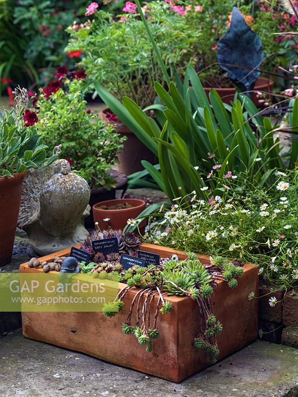 A terracotta trough containing succulents with Erigeron karvinskianus.
