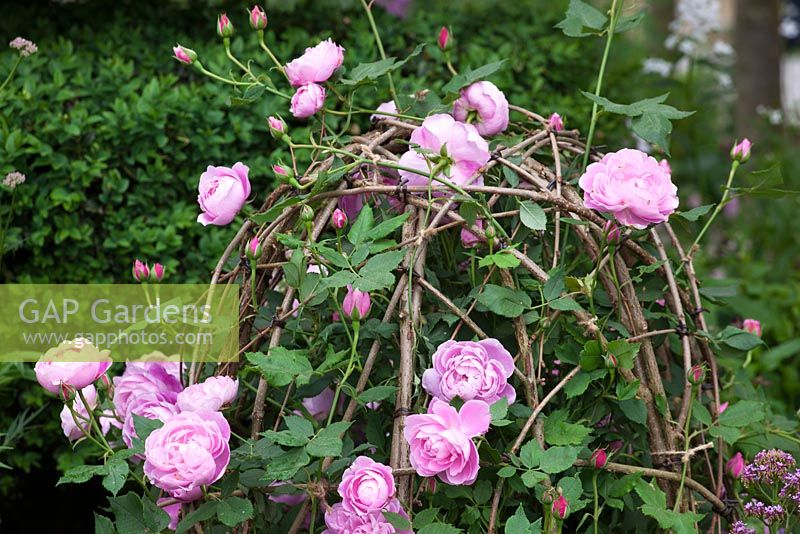 Rosa 'Comte de Chambord' growing over round twig hazel domes in Arne Maynard's Bicentenary Garden