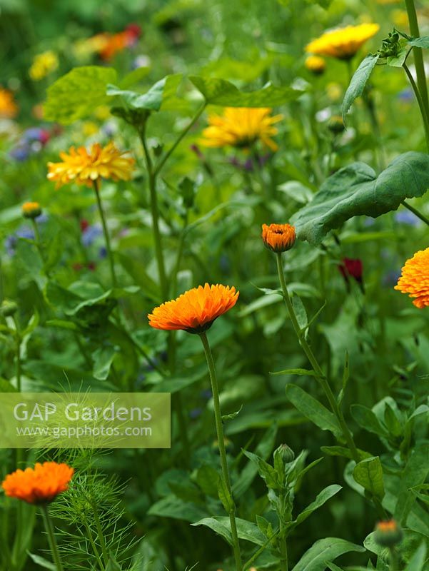 Calendula officinalis, marigold, an annual and medicinal plant, its petals also a pretty addition to salads.