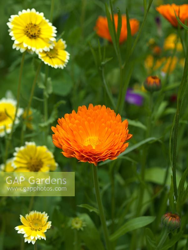 Calendula officinalis, marigold, an annual and medicinal plant, its petals also a pretty addition to salads.