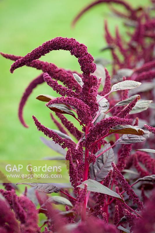 Amaranthus tricolor 'Red Army'. Amaranth 'Red Army'