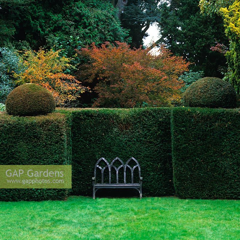 Gothic style metal bench set in alcove cut from mature yew hedge topped by topiary, clipped domes. Behind, autumn foliage.