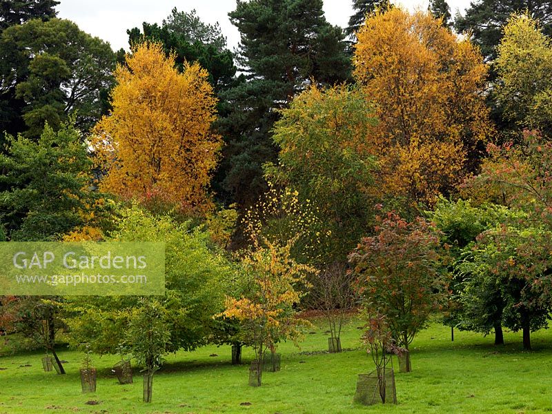 View down into Hergest Croft arboretum with two large Betula grossa in full autumn gold colours