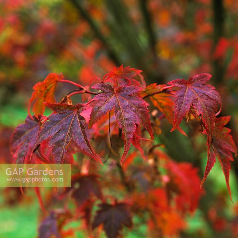 Acer japonicum Vitifolium, a deciduous maple with red leaves in autumn.