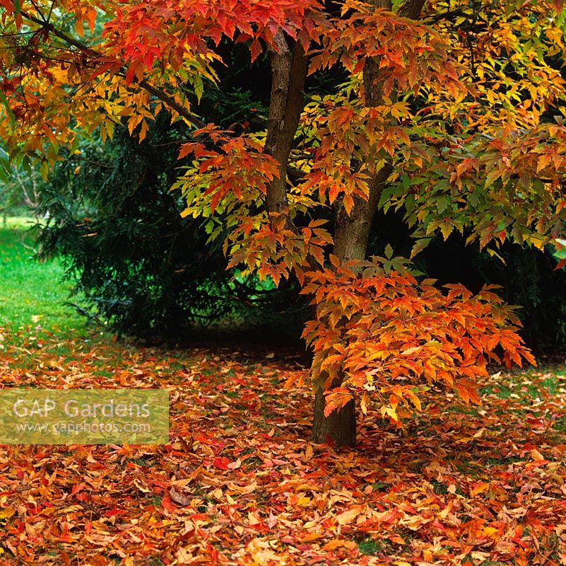 Acer triflorum, a rare maple with beautiful autumn colour, leaves of gold and red which form a dense carpet on the ground beneath.