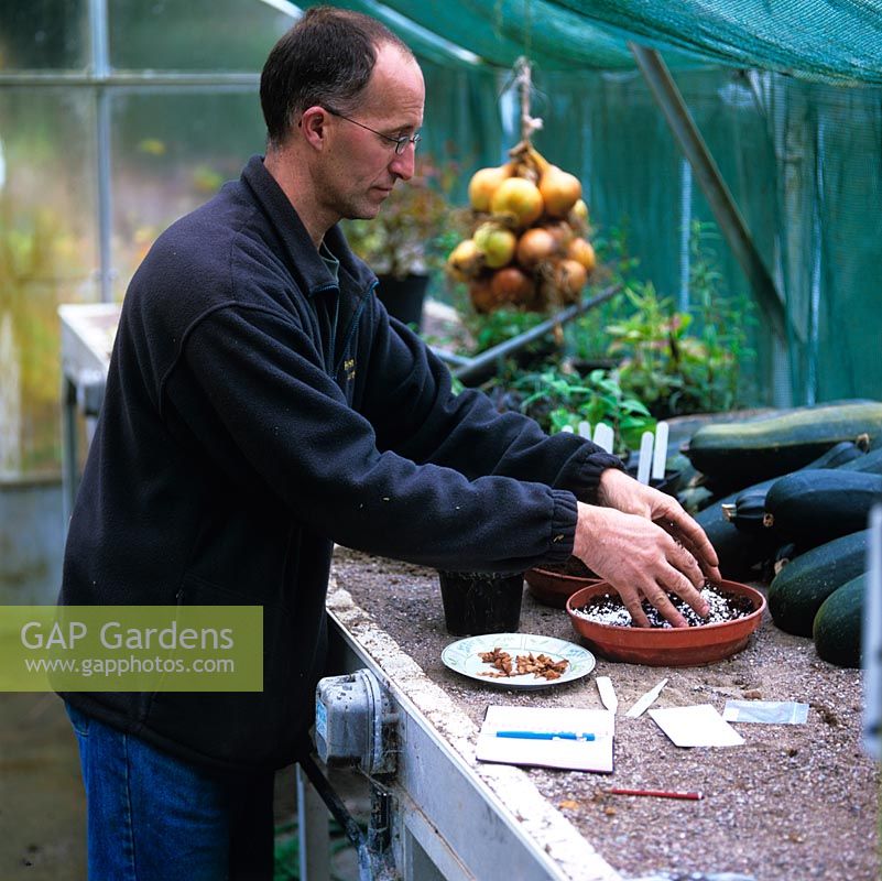 Stephen Lloyd, head gardener, in his greenhouse where he has propagated many rare plants from seed collected in the wild. Here, mixing compost and perlite, seeds ready on plate.