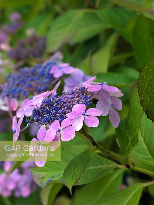 Hydrangea serrata, Lace Cap, a deciduous shrub bearing flage flowerheads of blue buds opening to pink flowers from summer into autumn