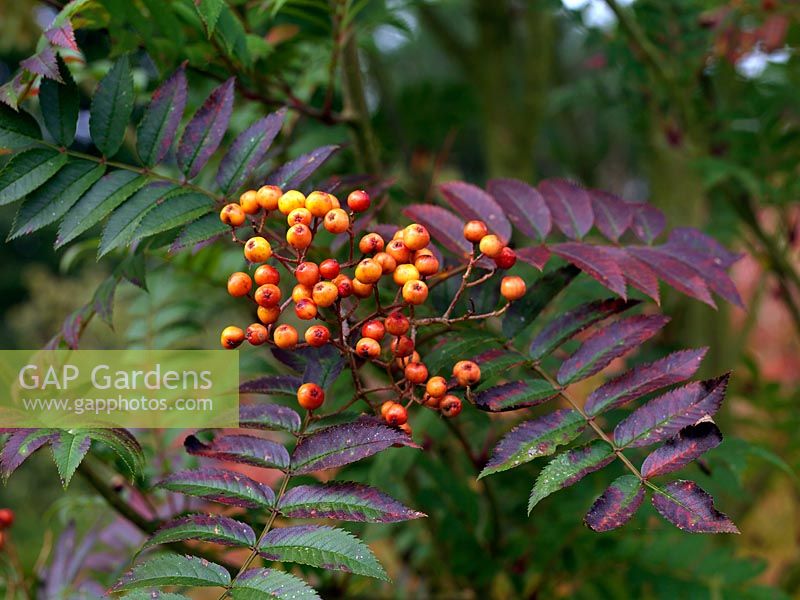 Sorbus 'Copper Kettle', rowan or mountain ash, named for its clusters of coppery orange fruits in autumn