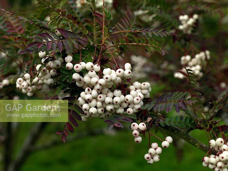 Sorbus 1945 AGS China 1994 bred from seed brought back from China by a plant hunter. Mountain ash or Rowan, with white berries in autumn