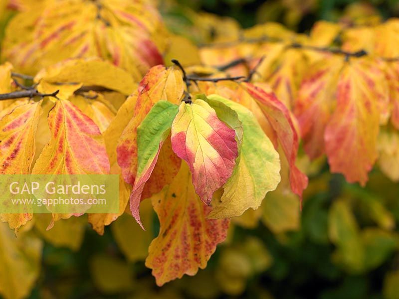 Parrotia persica, Persian Ironwood, a spreading deciduous tree with rich green leaves which, in autumn, turn yellow, red and purple.