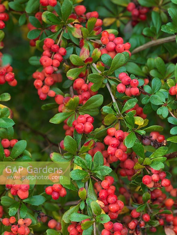 Berberis wilsoniae, a very spiny, semi-evergreen shrub with clusters of red berries in autumn.