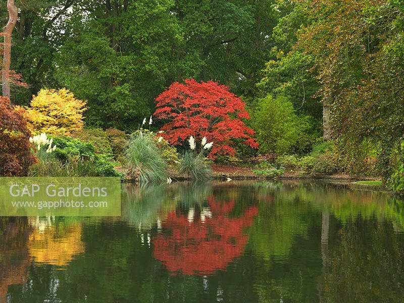 Top Pond with reflections of  Acer Palmatum - Japanese Maples