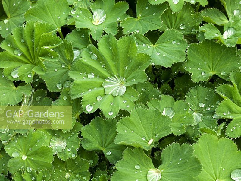 Alchemilla mollis, the Mercury Plant, a perennial so named for the globules of water that settle within its leaves.