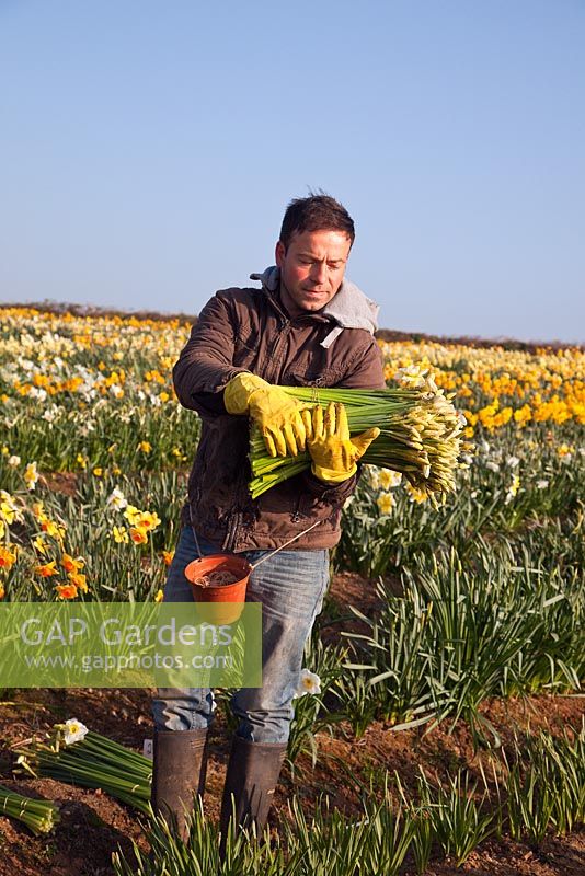 A daffodil picker in a commercial daffodil field, Cornwall