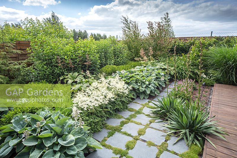 Square slate paving path surrounded by blue hosta sieboldiana and general view ofsumemr border