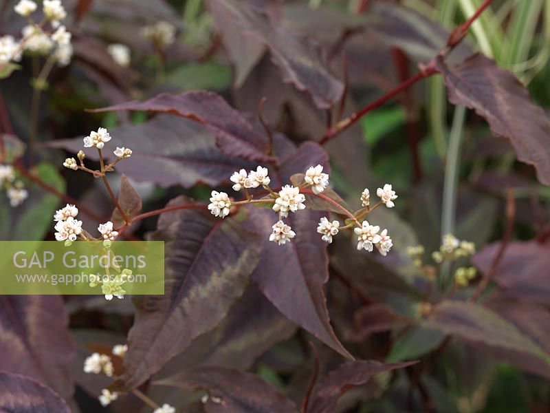 Persicaria microcephala 'Red Dragon', a perennial with striking dark red leaves and tiny white flowers.