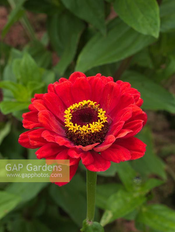 Zinnia elegans 'Giant Dahlia Mix', an annual with pretty flowers in a range of colours.