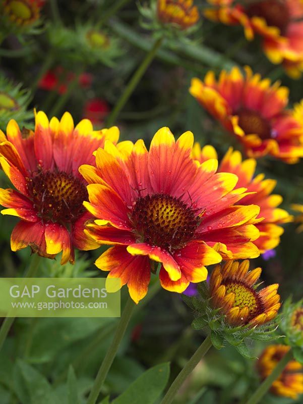 Gaillardia 'St Clements', a short-lived perennial with brilliant red and gold, daisy-like flowers in summer.