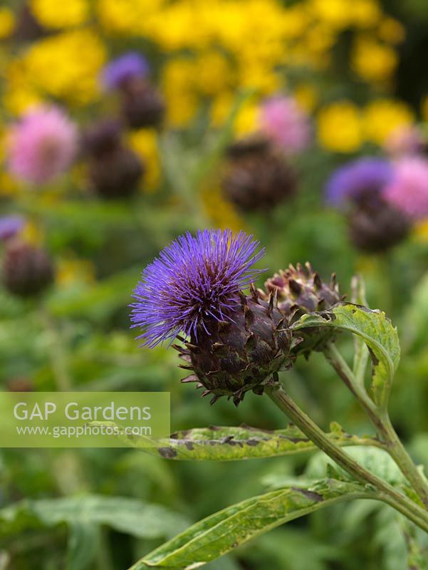Cynara cardunculus, cardoon, a tall, architectural plant with huge, grey felt-like leaves and bright blue, thistle-like flowers from late summer.