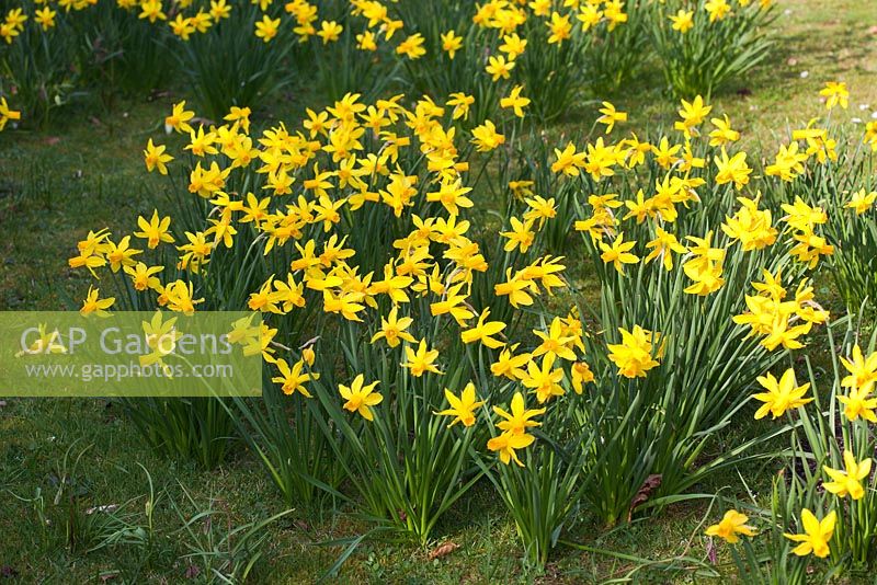 Narcissus 'Little Witch' 