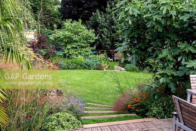 View from a wooden deck down a terraced split level garden. Planting includes Dechampsia Bronzeschlier, Echinacea Double Pink Delight 