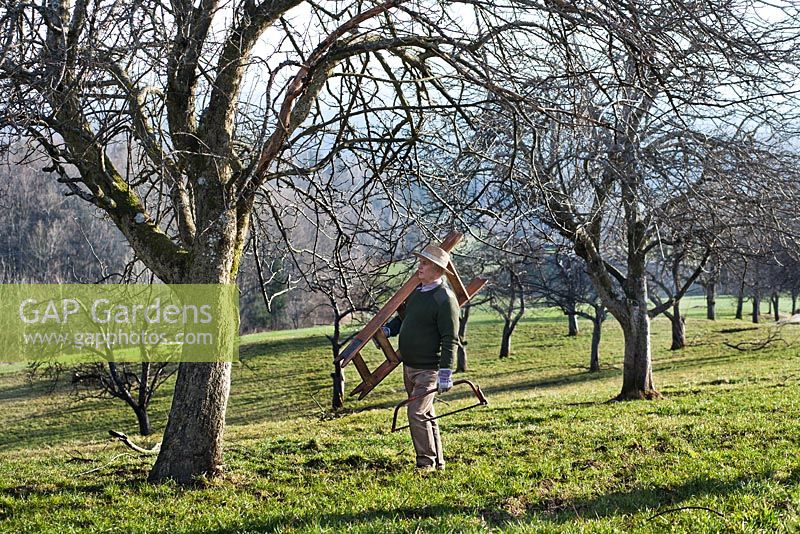 Man fully equipped for cutting fruit trees in an old traditional orchard.