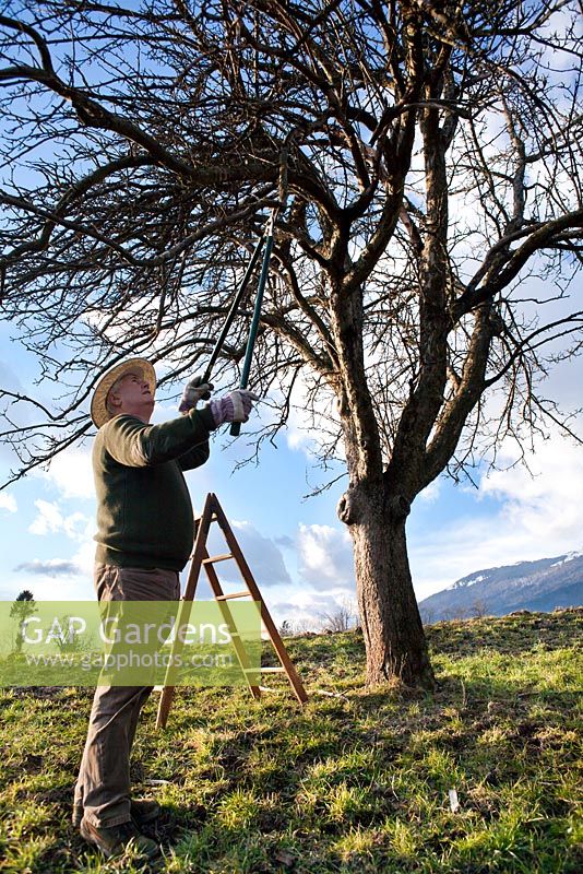 Man pruning an apple tree with loppers.