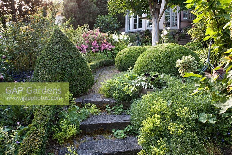 Stone steps. Pathway with box topiary and flowerbeds edged with box hedging. mature horse chestnut tree. Rosa 'Ferdy'. Alchemilla mollis. Marina Wust, Germany