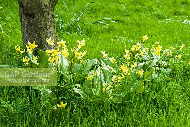 Erythronium 'Pagoda' Clump in rough grass in April beneath old apple tree.