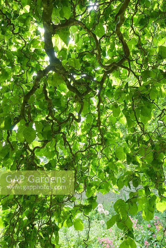 Corylus avellana 'Contorta'. Tracery of leaves and stems. May