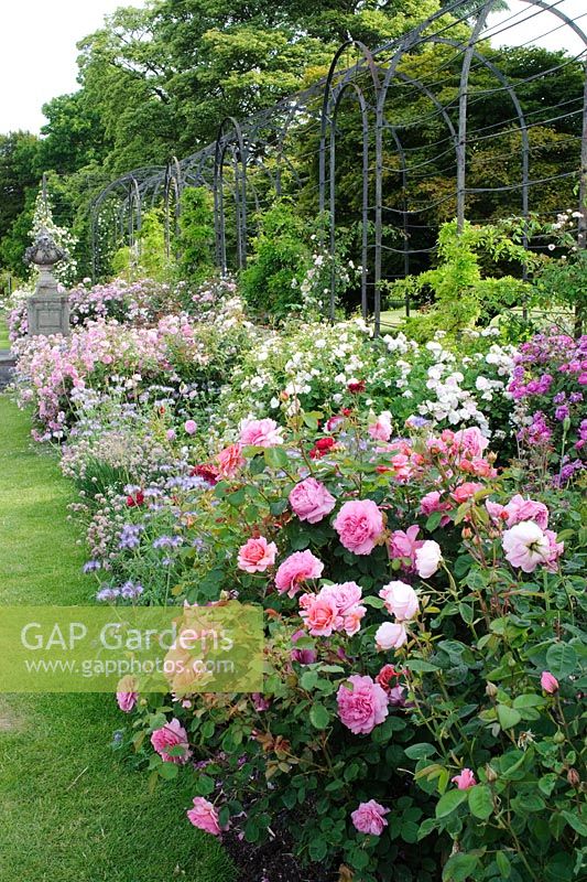 Rose border. The Italian Garden, Trentham Hall Gardens, Staffordshire.