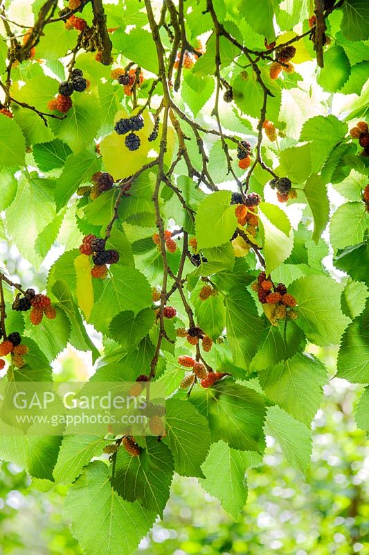 Morus nigra. Black mulberry. Fruits in August
