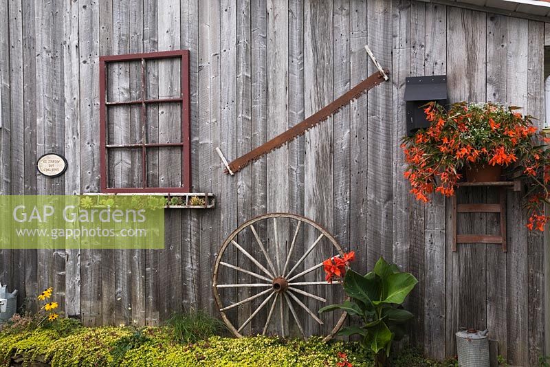 Raised stone border with Lysimachia nummularia 'Aurea' - Creeping Jenny against an old wooden barn wall decorated with a window frame, saw, wagon wheel and planter with red Begonia x tuberhybrida flowers in backyard rustic garden in summer, Quebec, Canada