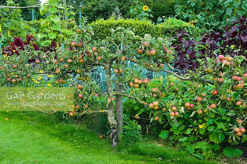 Apple espalier beside ornamental vegetable garden. Wyken Hall, Suffolk