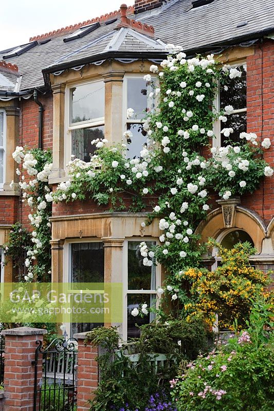Rosa 'Climbing Iceberg' trained on front of house