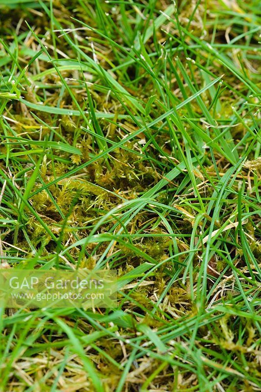 Moss in lawn