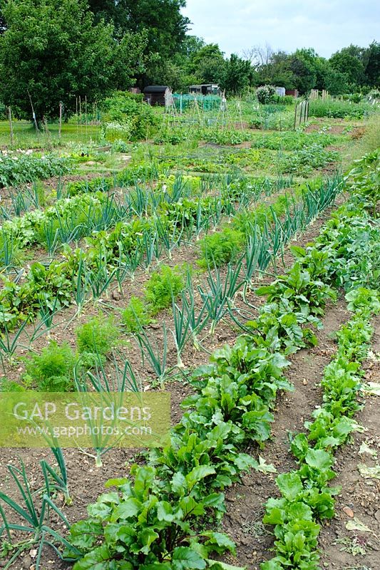 View of traditional allotment with rows of vegetables. Onions, lettuce beetroot and carrots